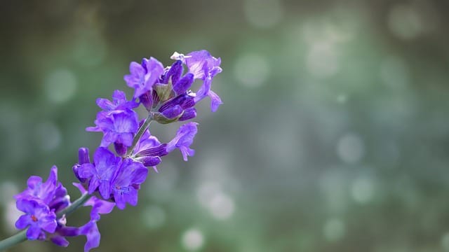 Internet InfoMedia successful marketing strategies that work well through email 1